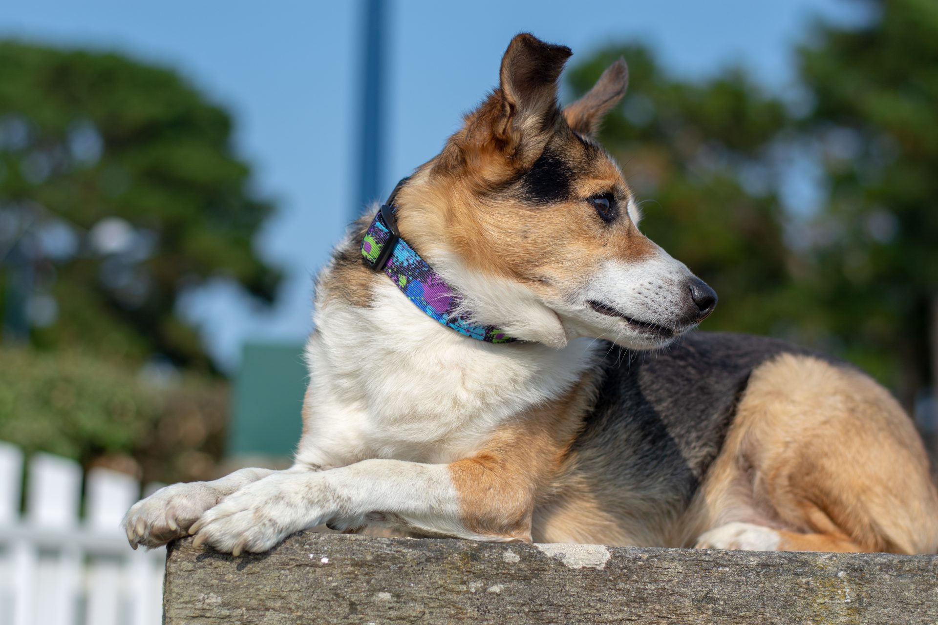 collier bleu splash pour chien