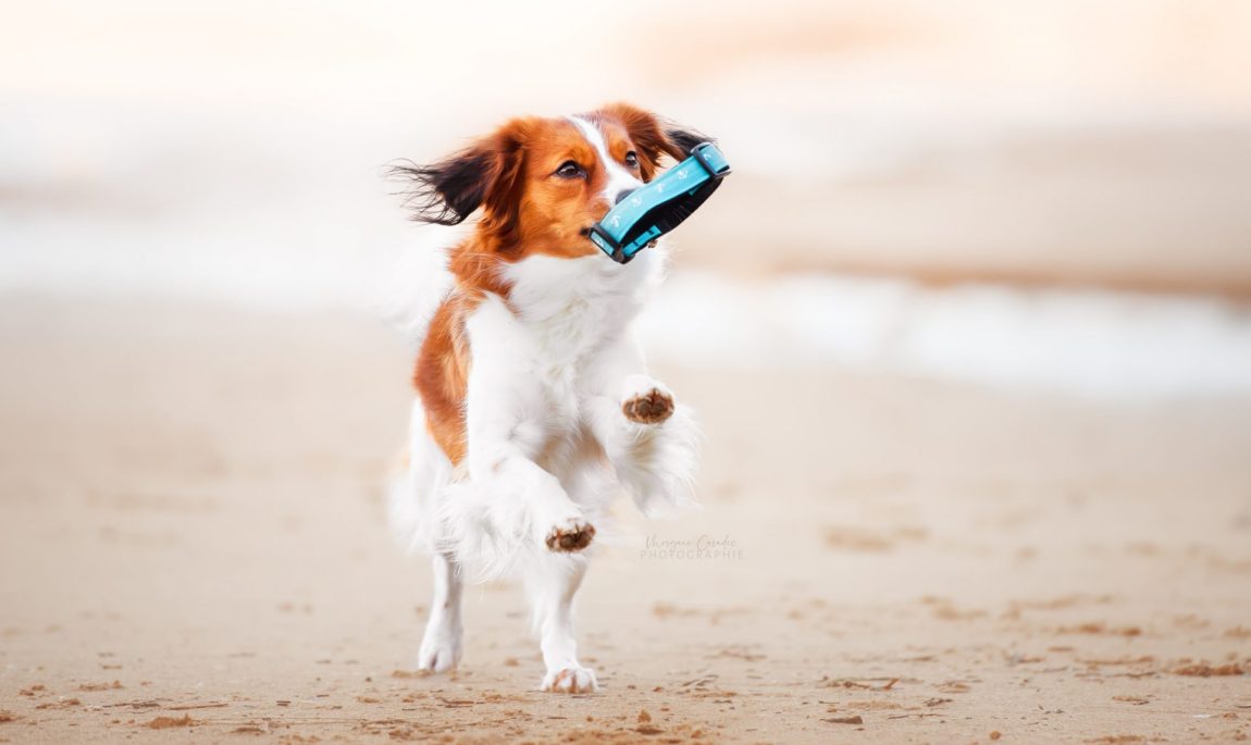 collier pen ar dog photo morgane caradec photographie