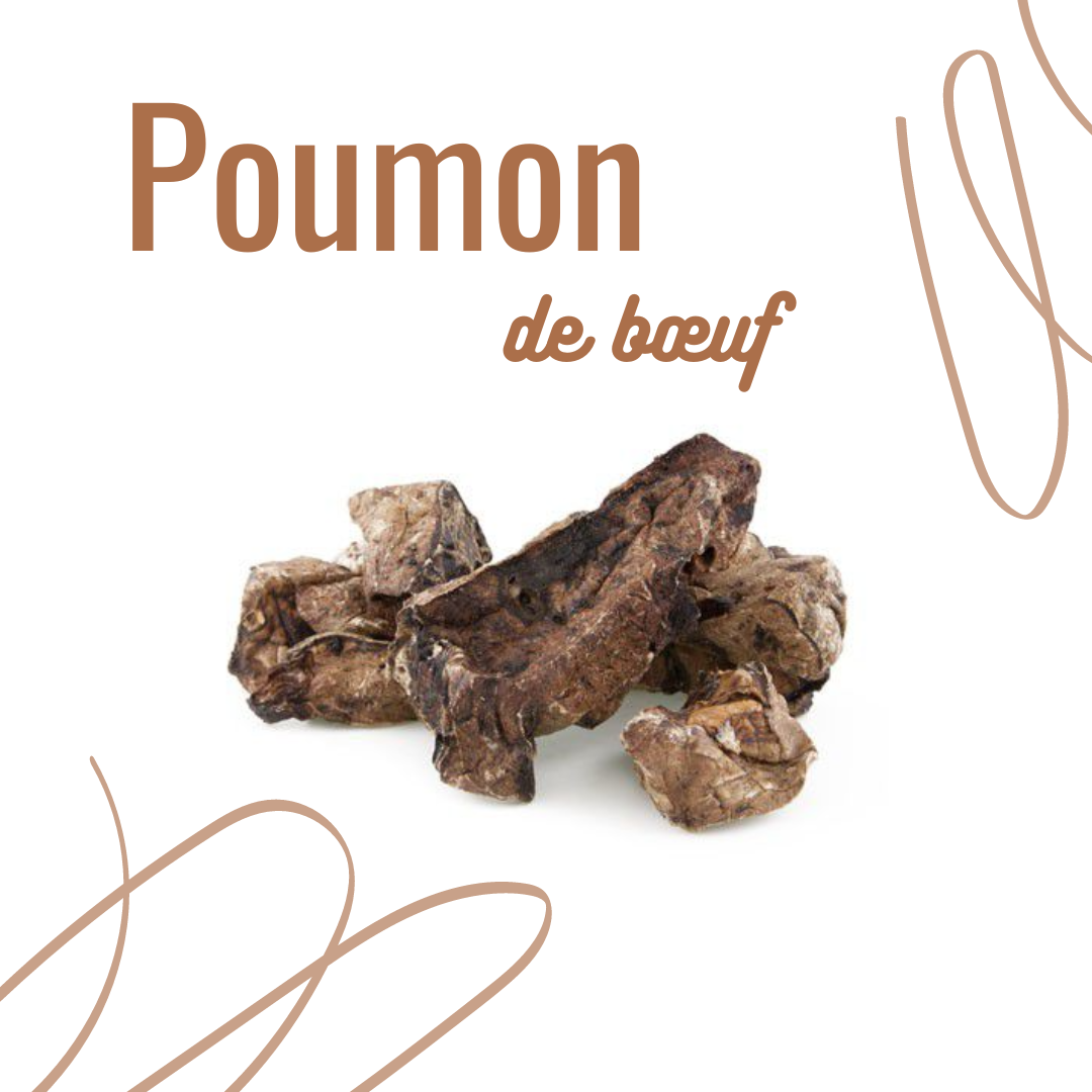 poumon de boeuf pen ar dog