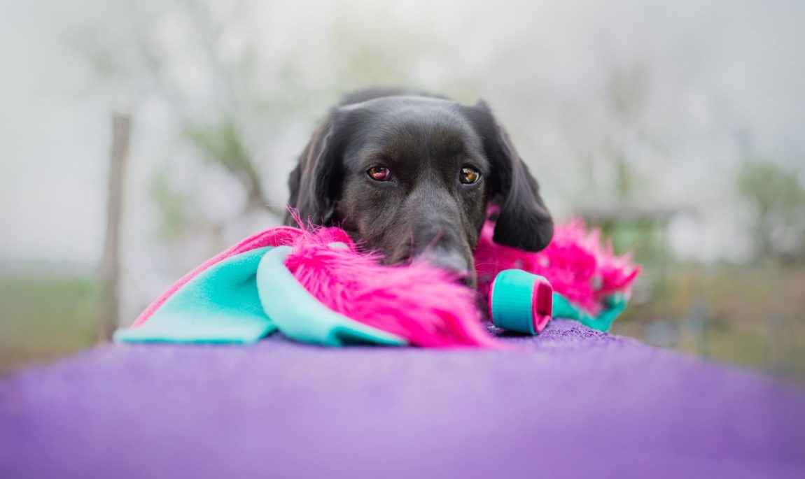 tug agility by pen ar dog