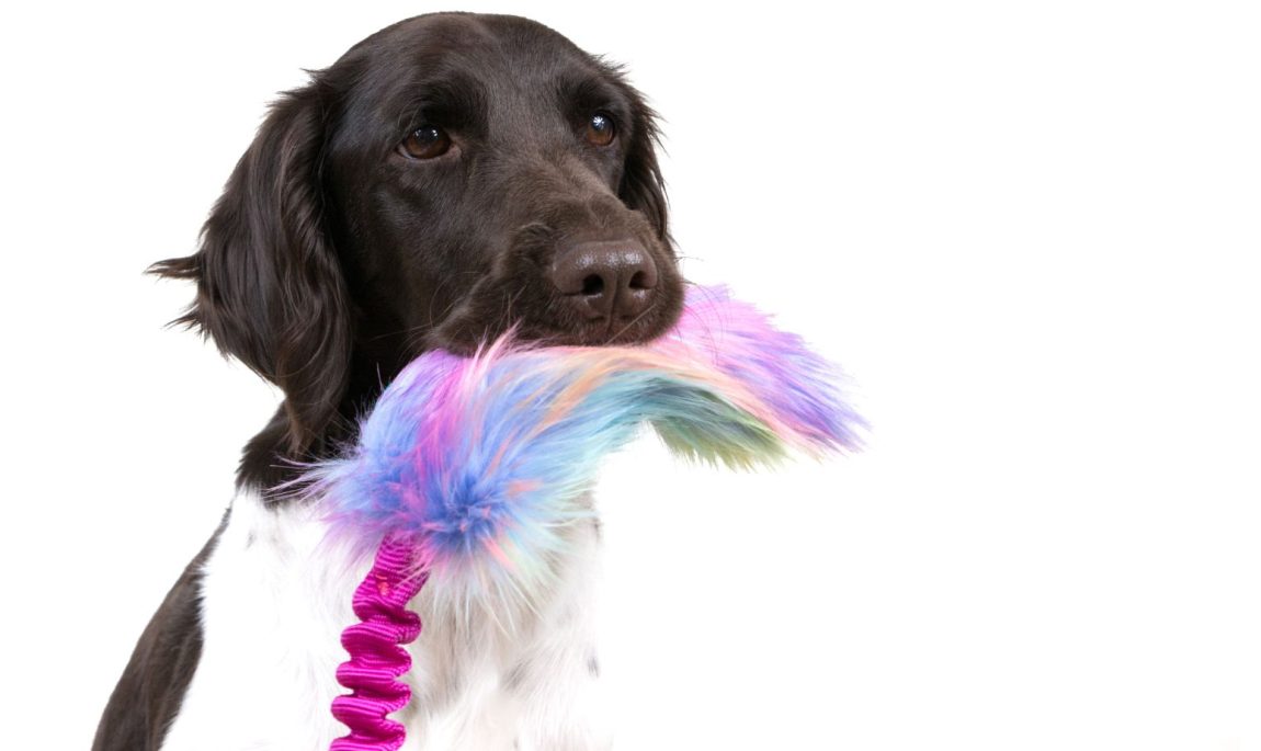 tug agility by pen ar dog